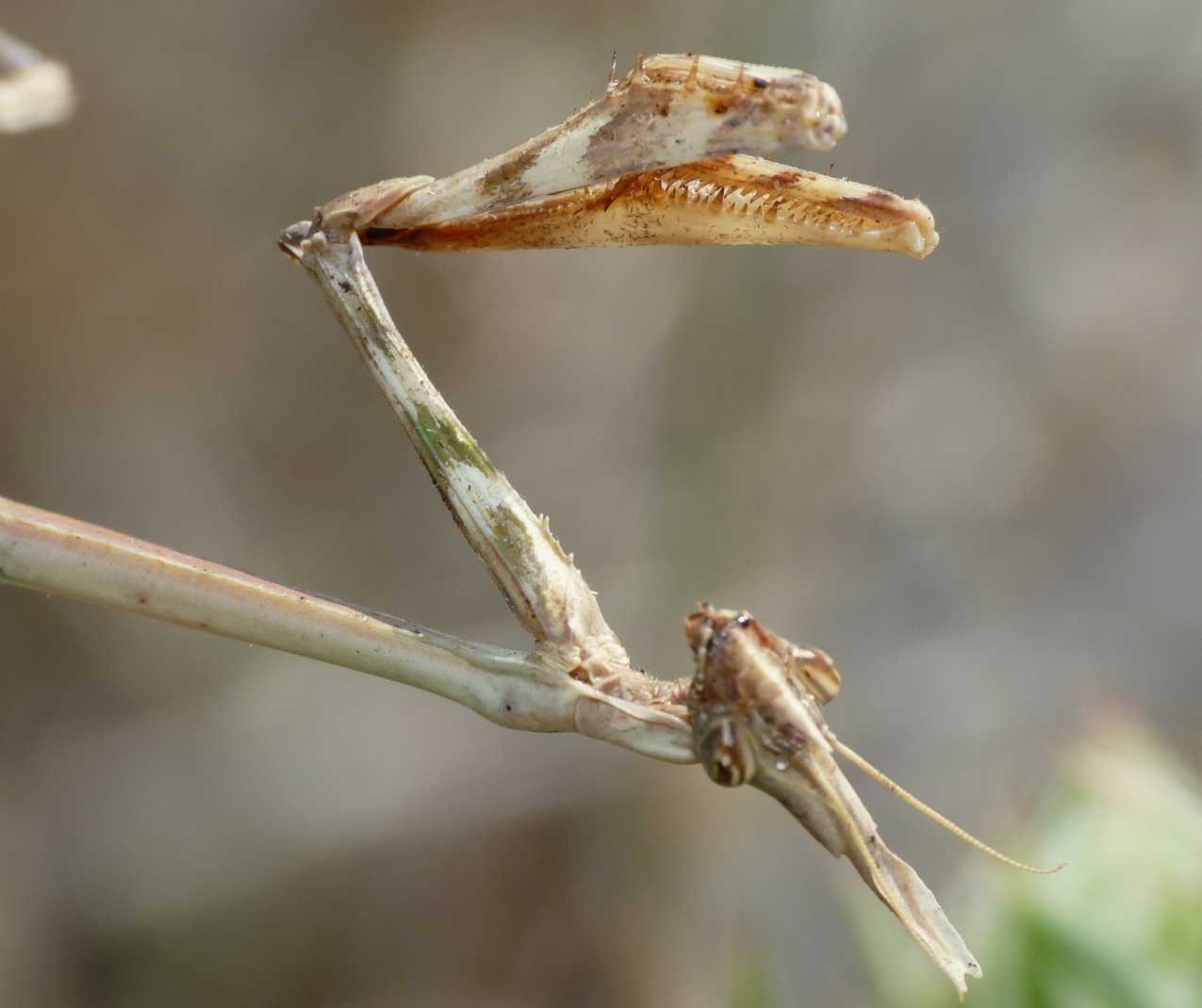 Empusa pennata ♀